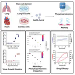 Parallel use of human stem cell lung and heart models provide insights for SARS-CoV-2 treatment